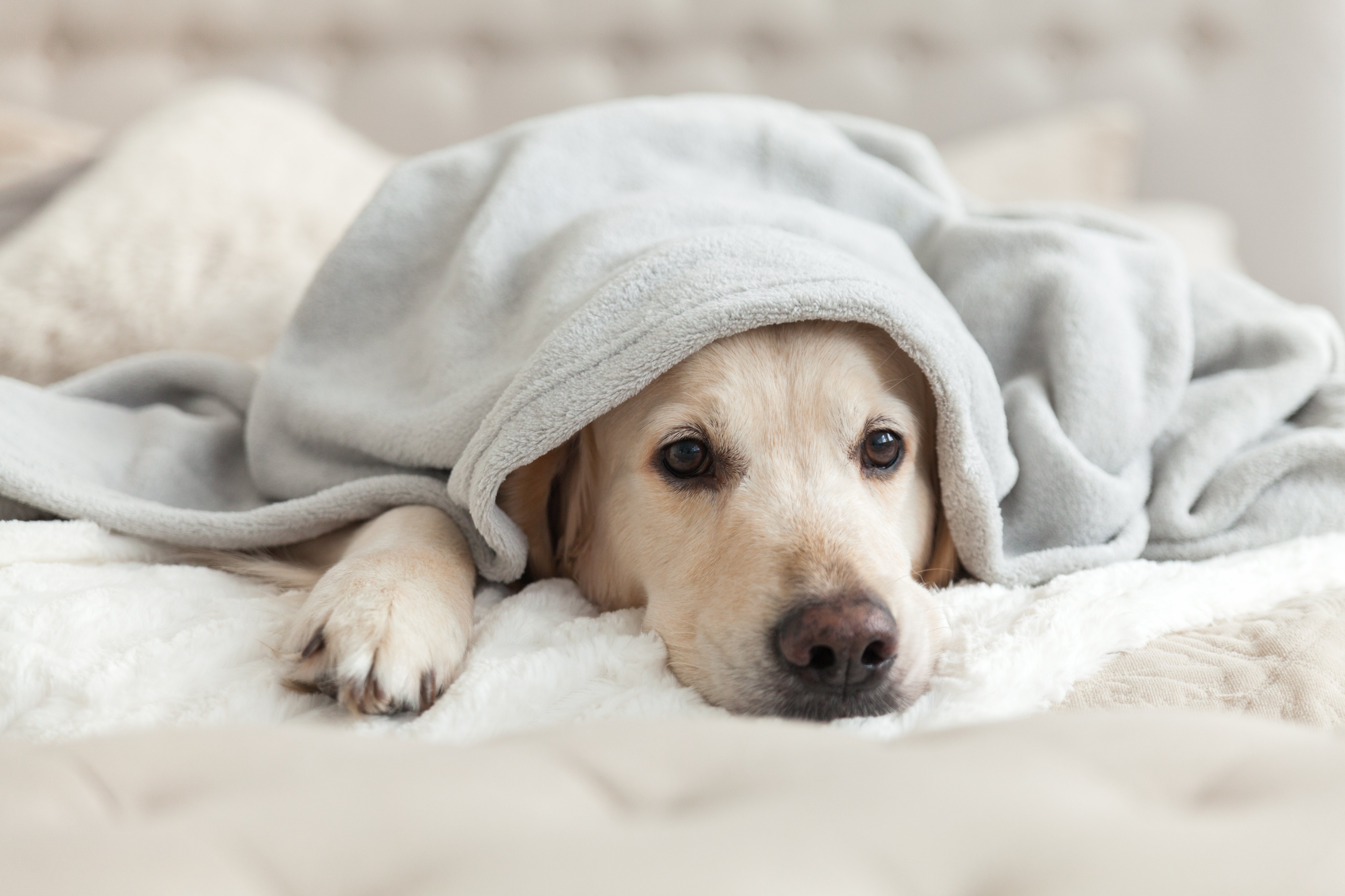 Seasonal Affective Disorder Sad dog under blanket during cold weather